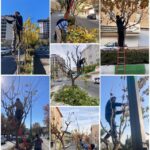 آغاز عملیات هرس و باز پیرایی درختان و گیاهان سطح شهر رودهن